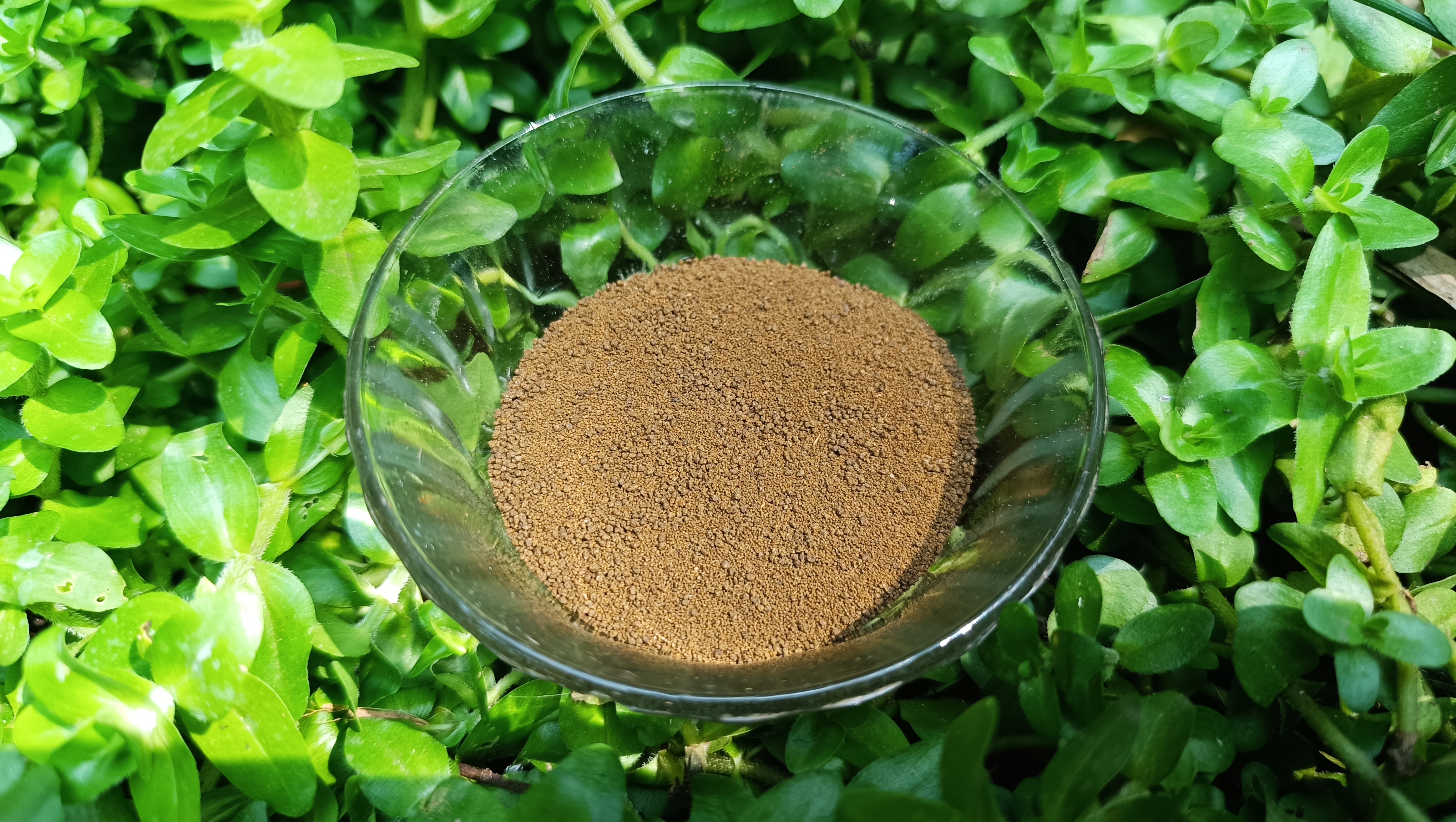 BSF Feed Stage-- 1  100gram