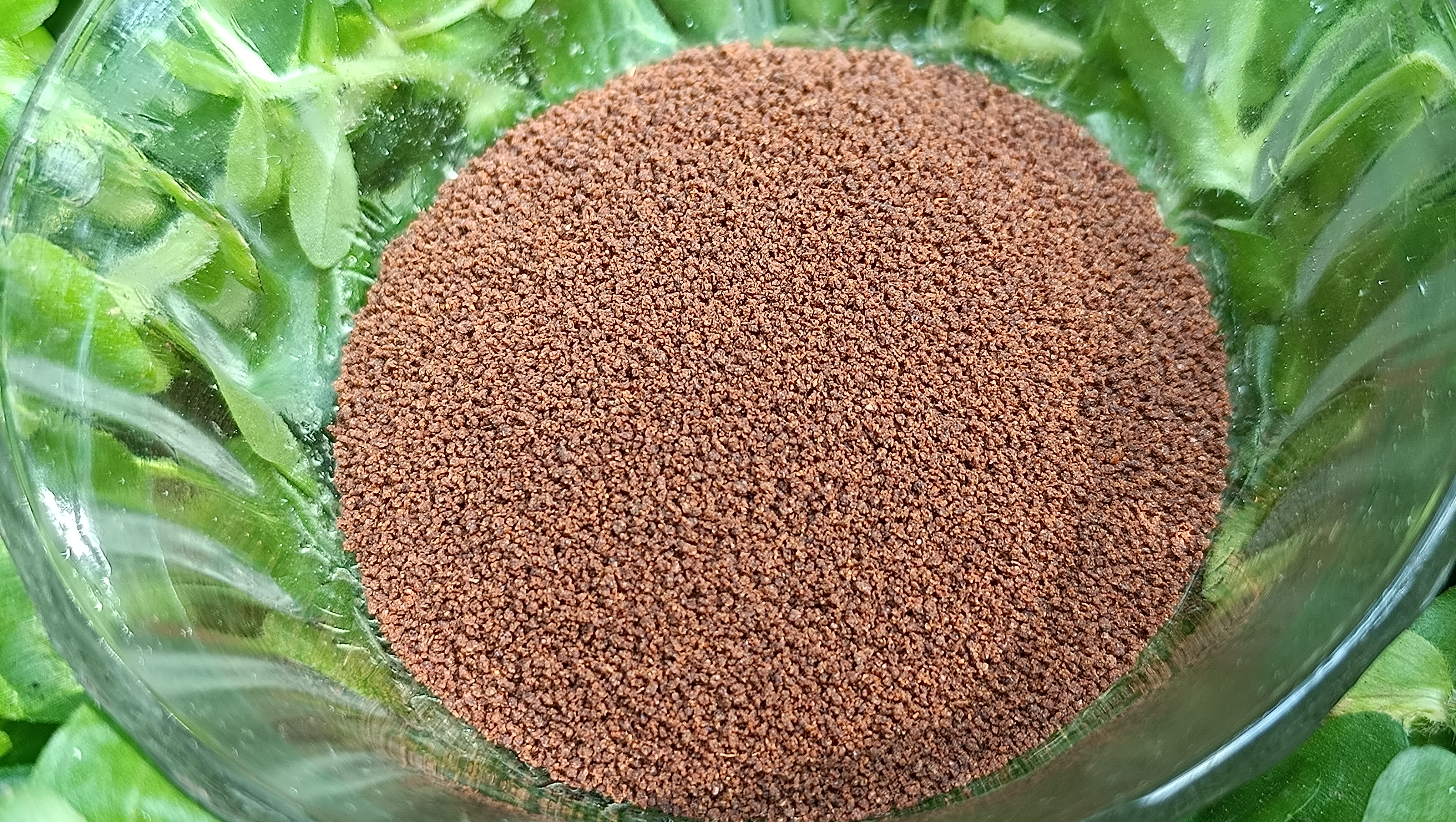 Cichlid Stage1-- 100gm