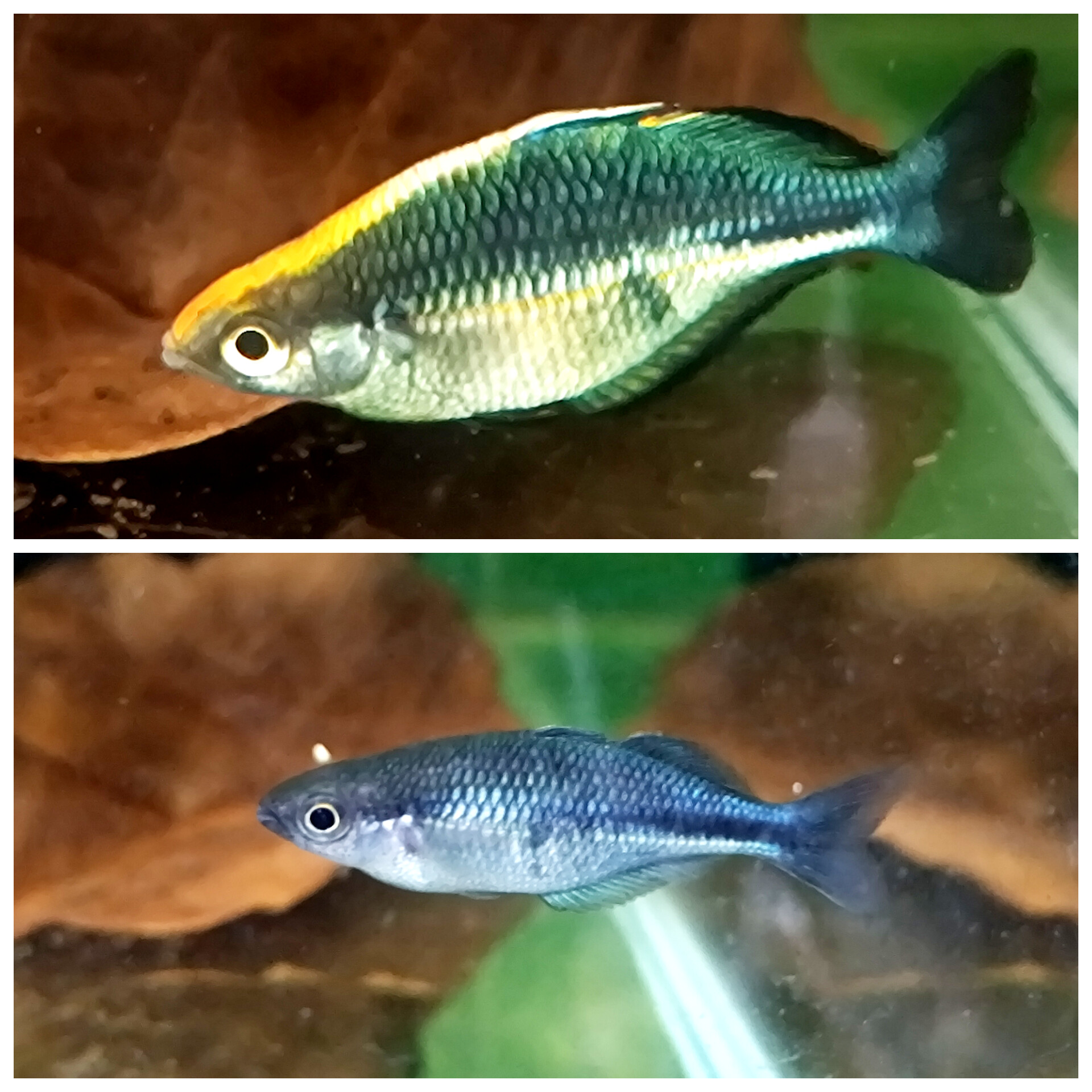 Turquoise Blue Rainbowfish (1 Inch, Per fish)