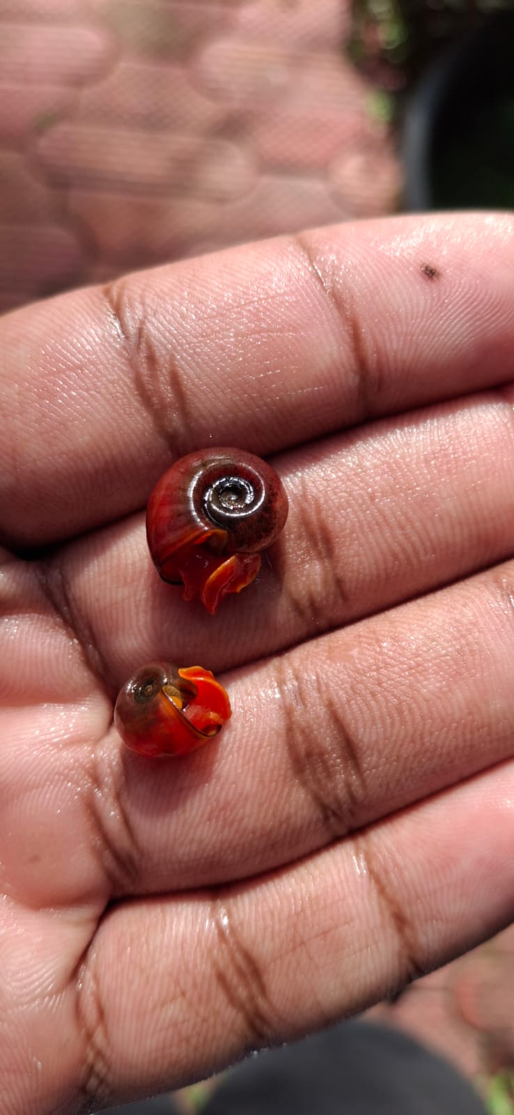 Red Ram Shorn Snail (Per piece)