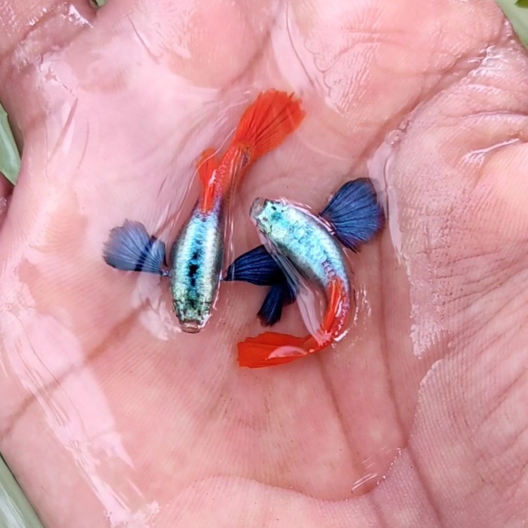 Platinum Red Dumbo Ear pair