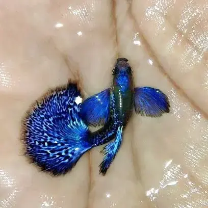 Purple Berry Dragon pair