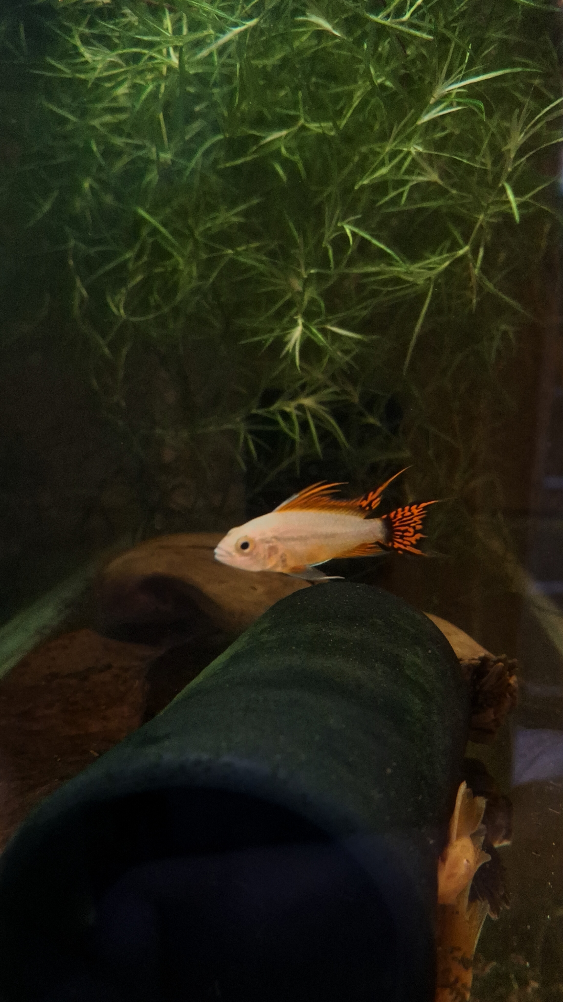 Phoenix Flame Apistograma