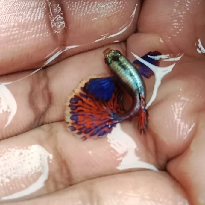 Chilli Mosaic Dumbo Ear Pair