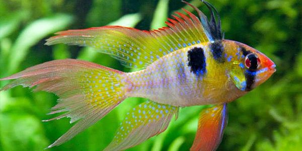 German Blue veiltail Pair