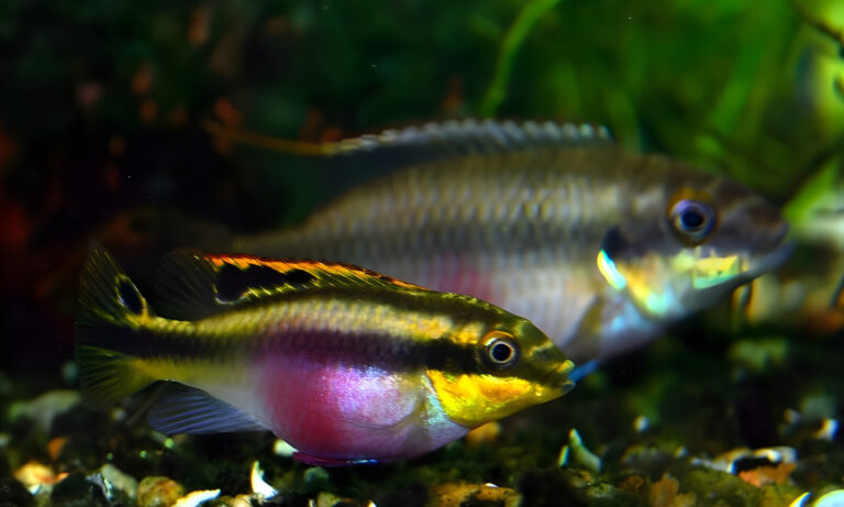 Rainbow kribensis Adult Pair
