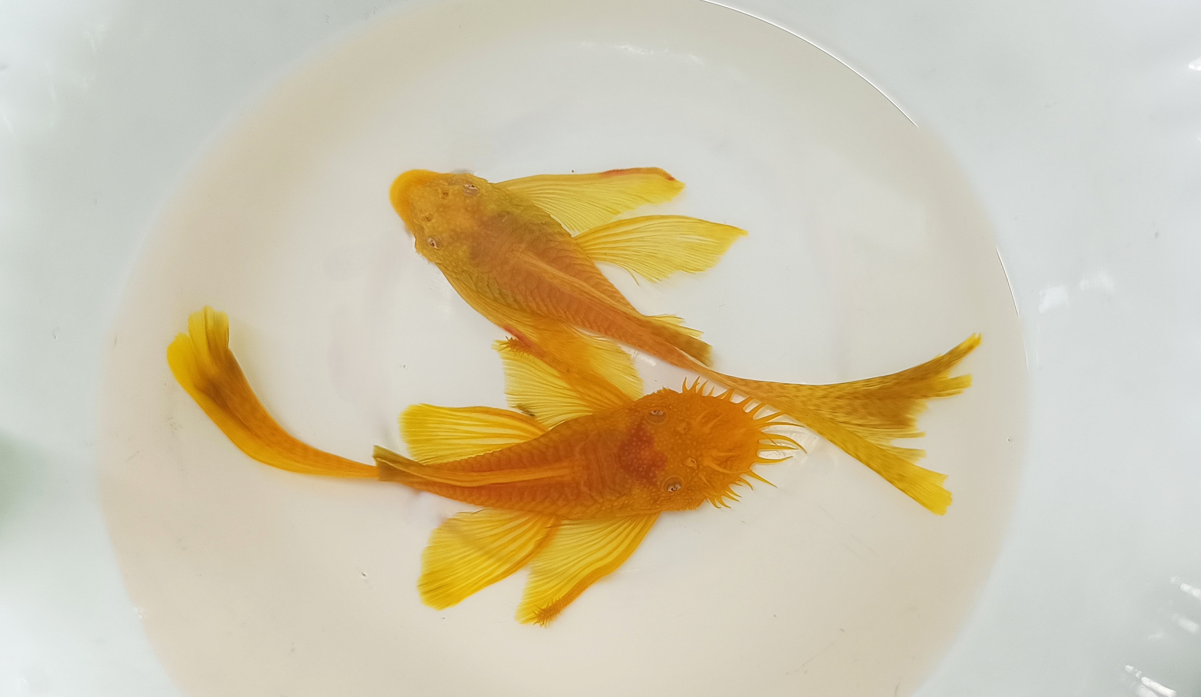 Albino Bristle Nose Veiltail (1 Inch, Per fish)