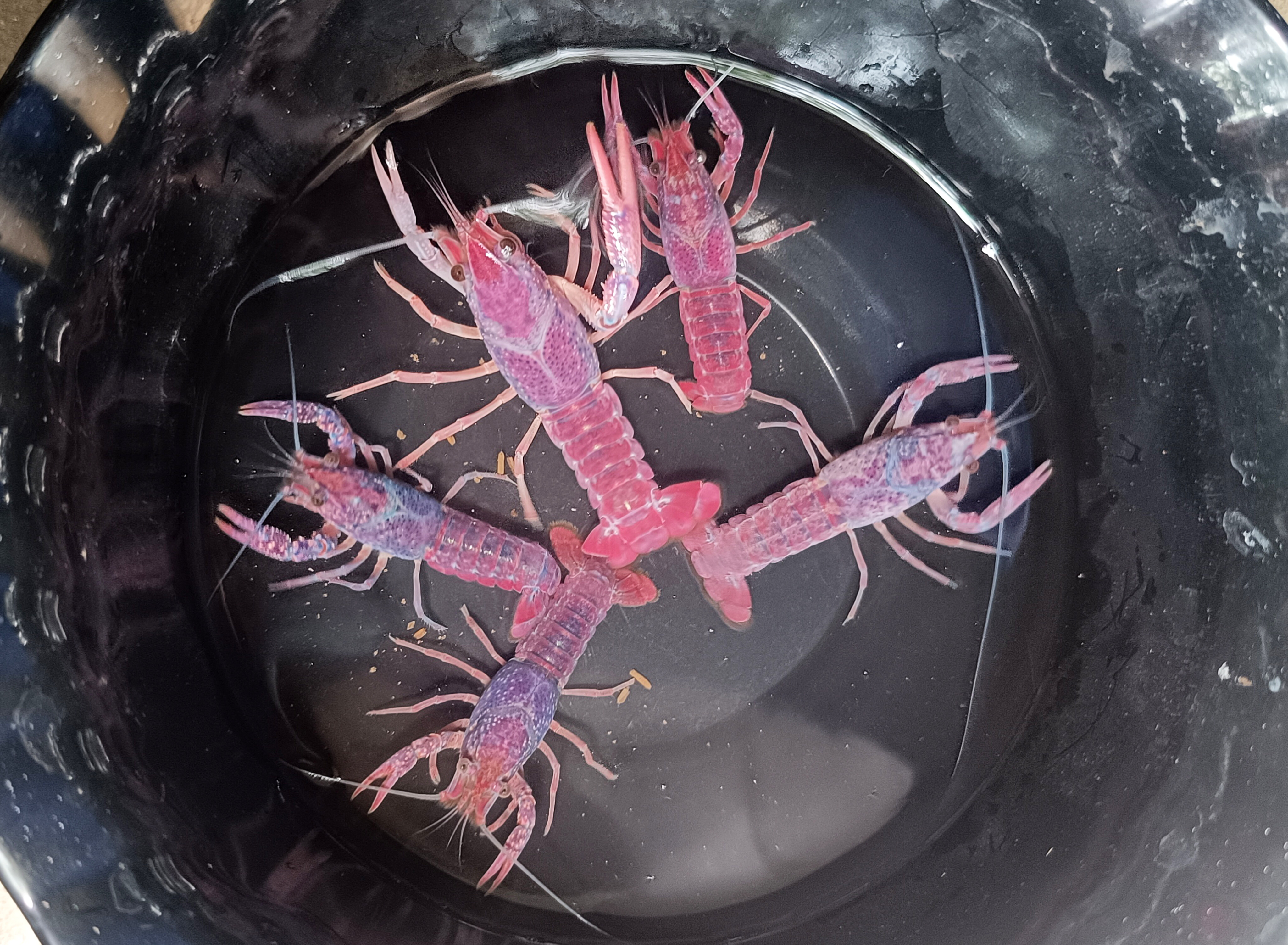 purple crayfish pair