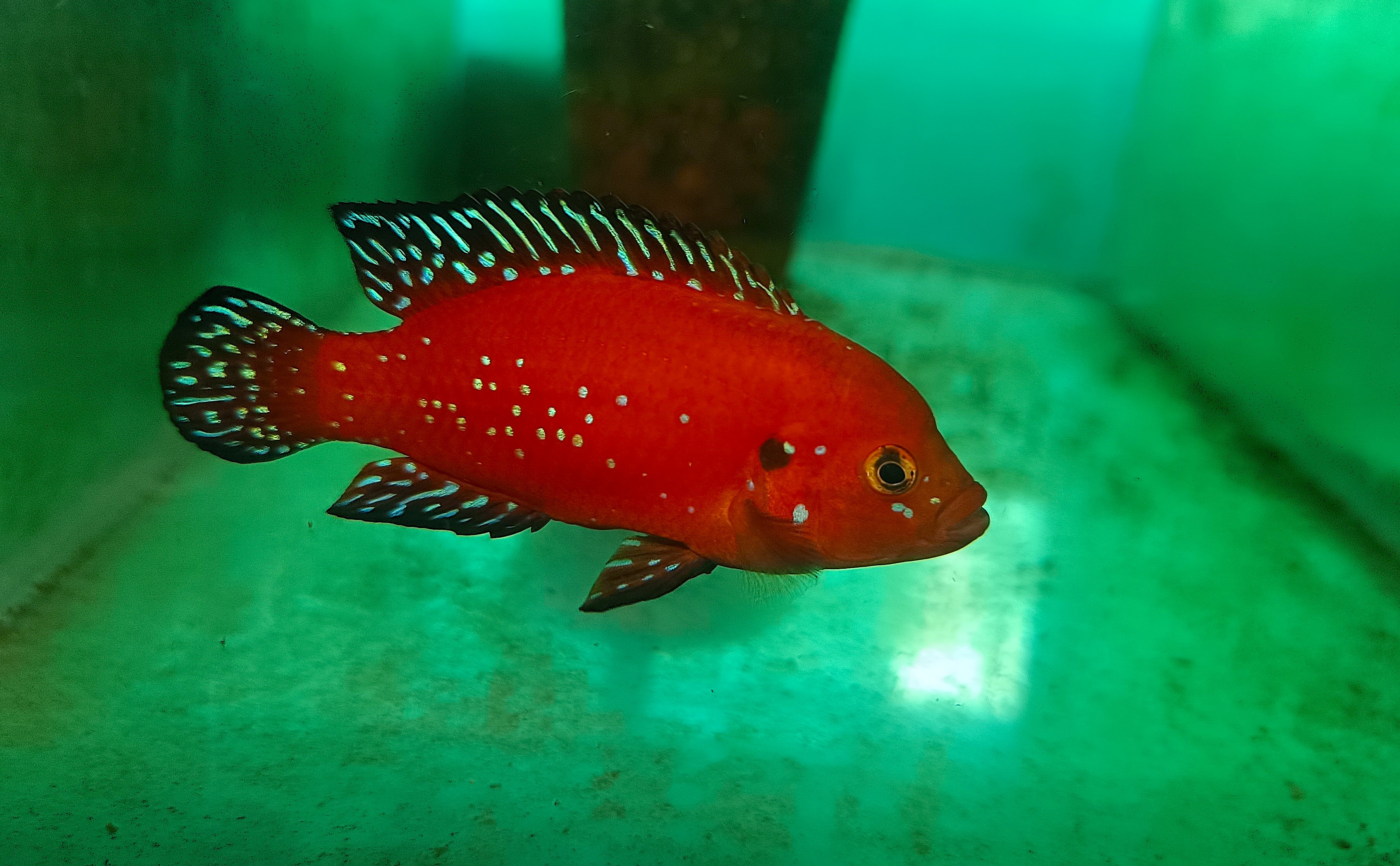Turkana Jewel (2inch size, 1 Fish)