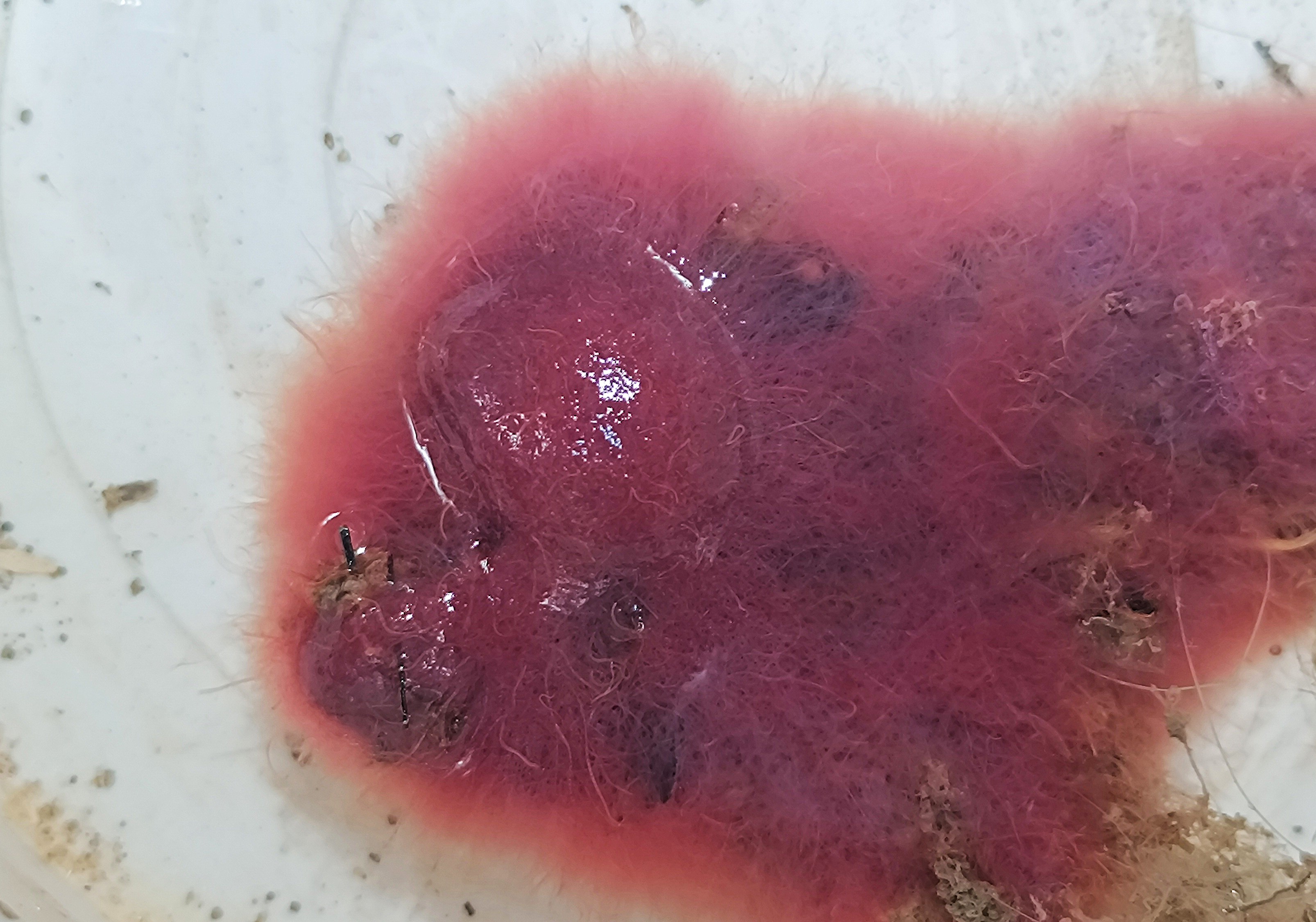 Tubifex Worms (1 Packet)