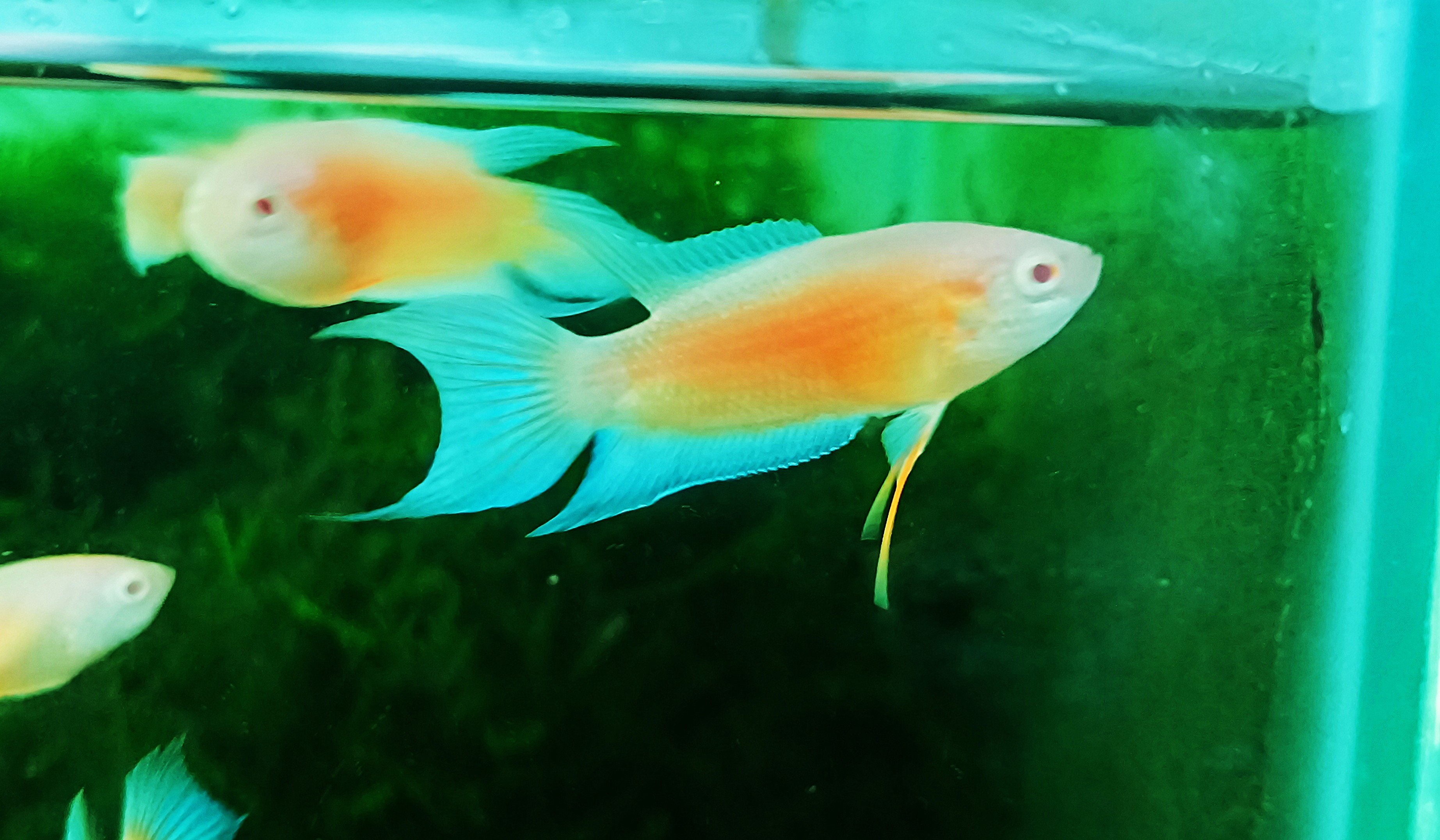 Albino Blue Flame pair