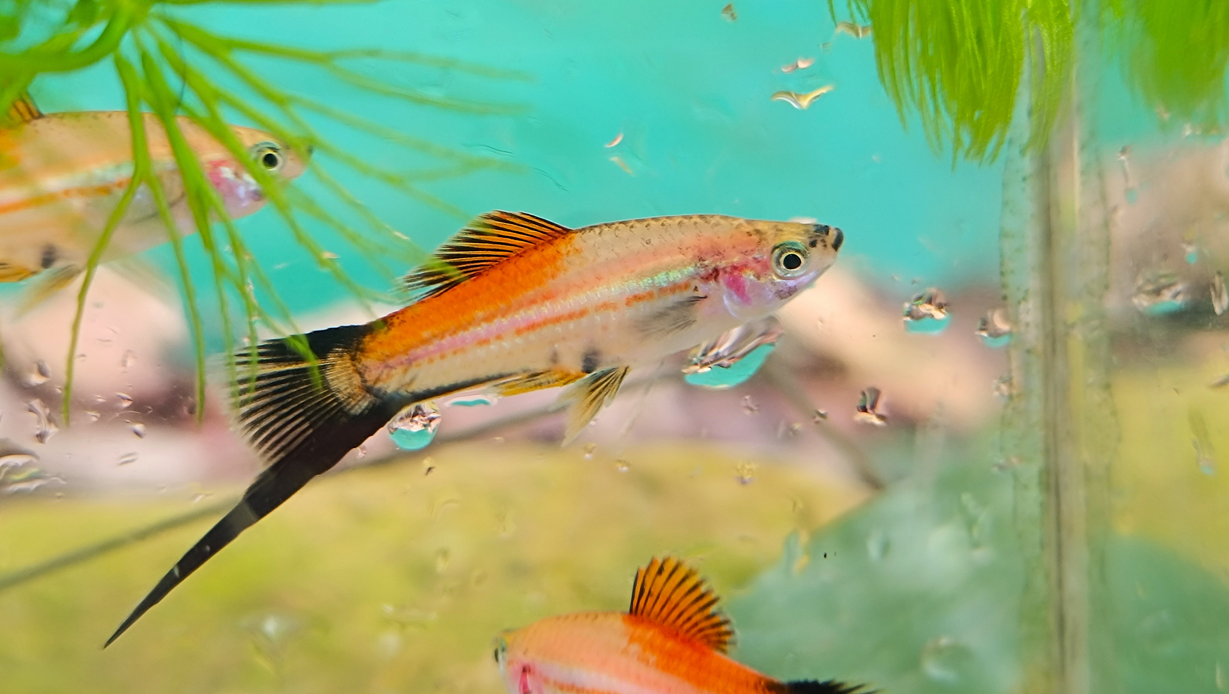 Pineapple Wagtail Pair