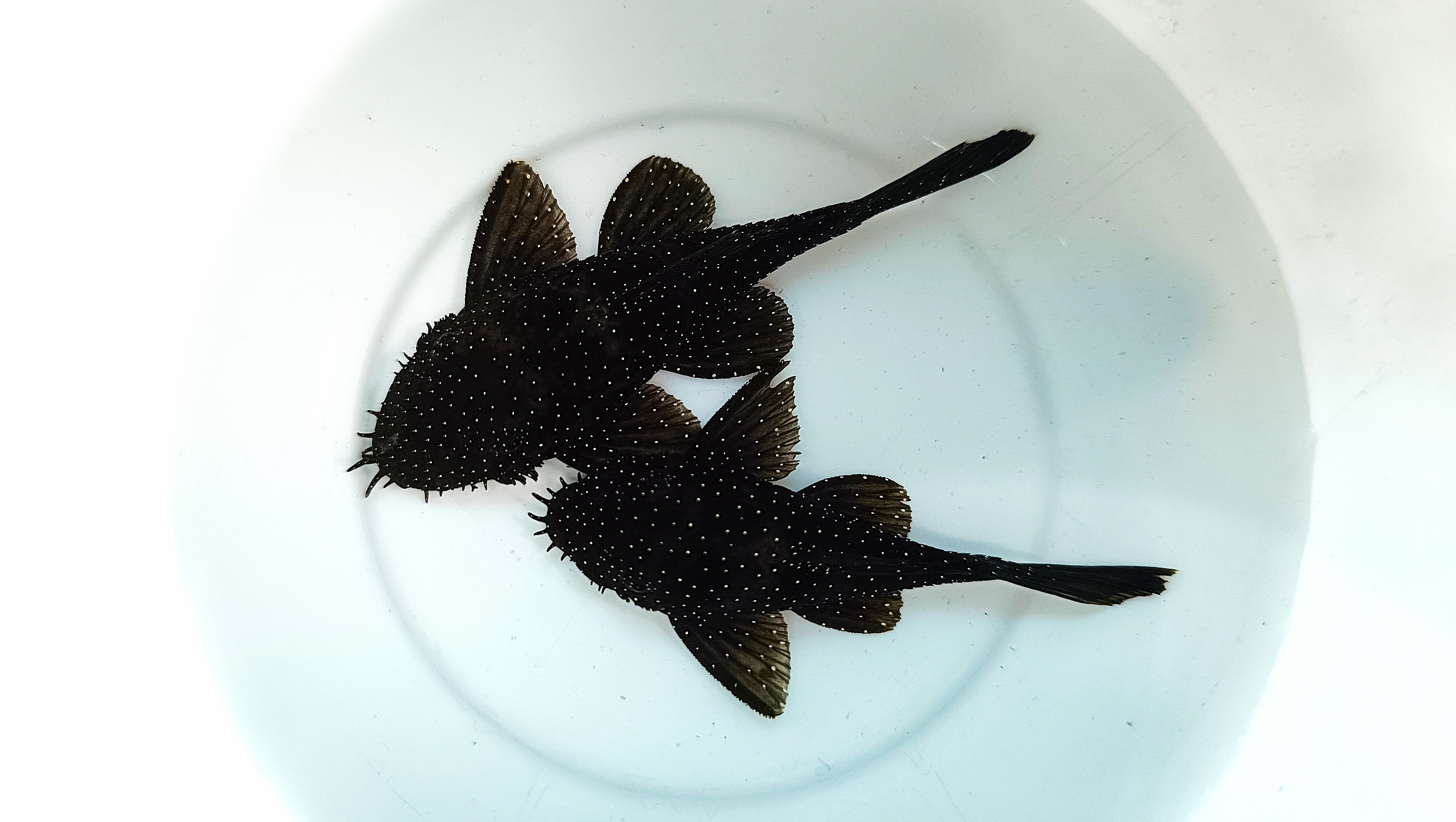 Starlight pleco(1 Inch, Per fish)