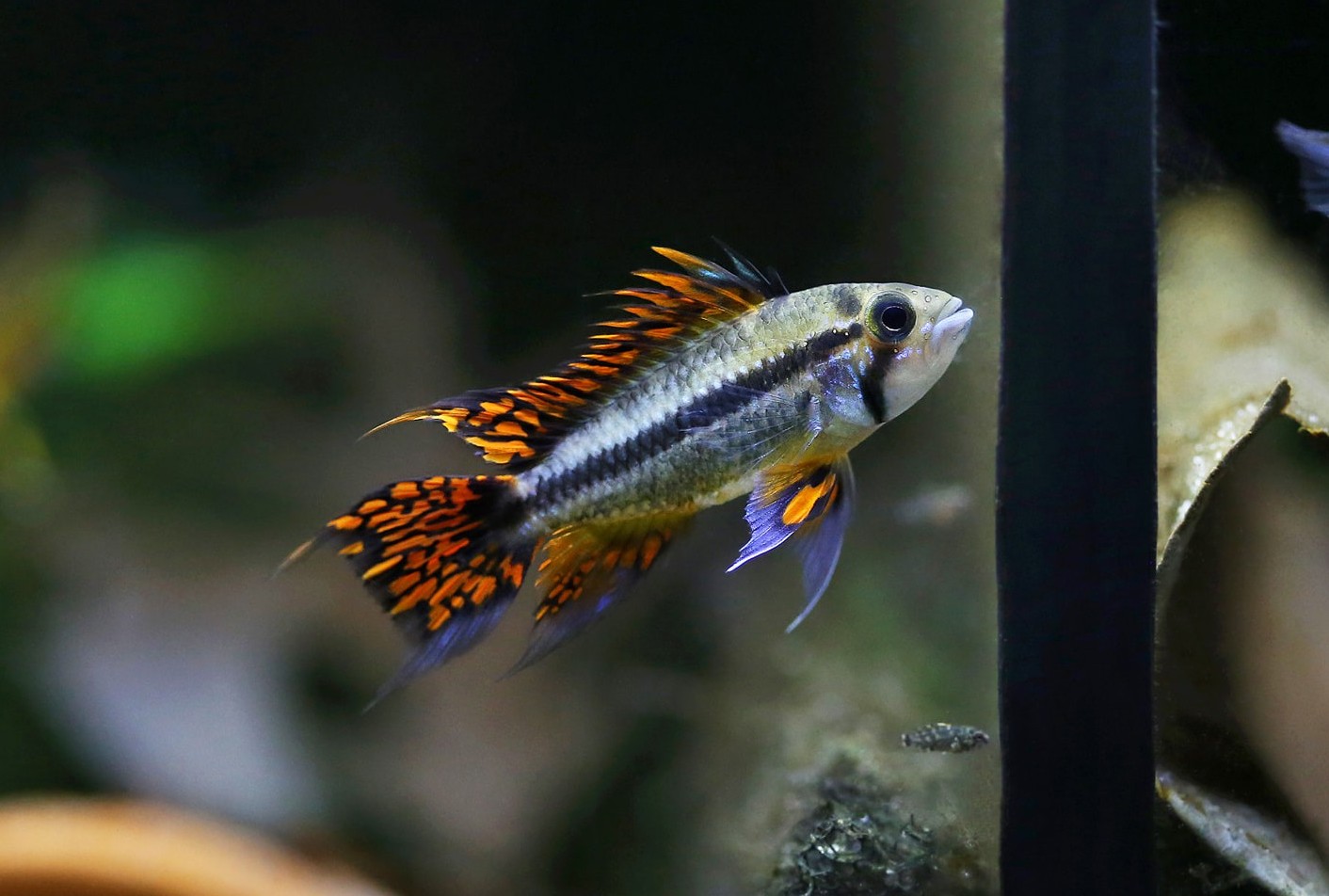 Cacatuoides Triple Red Pair