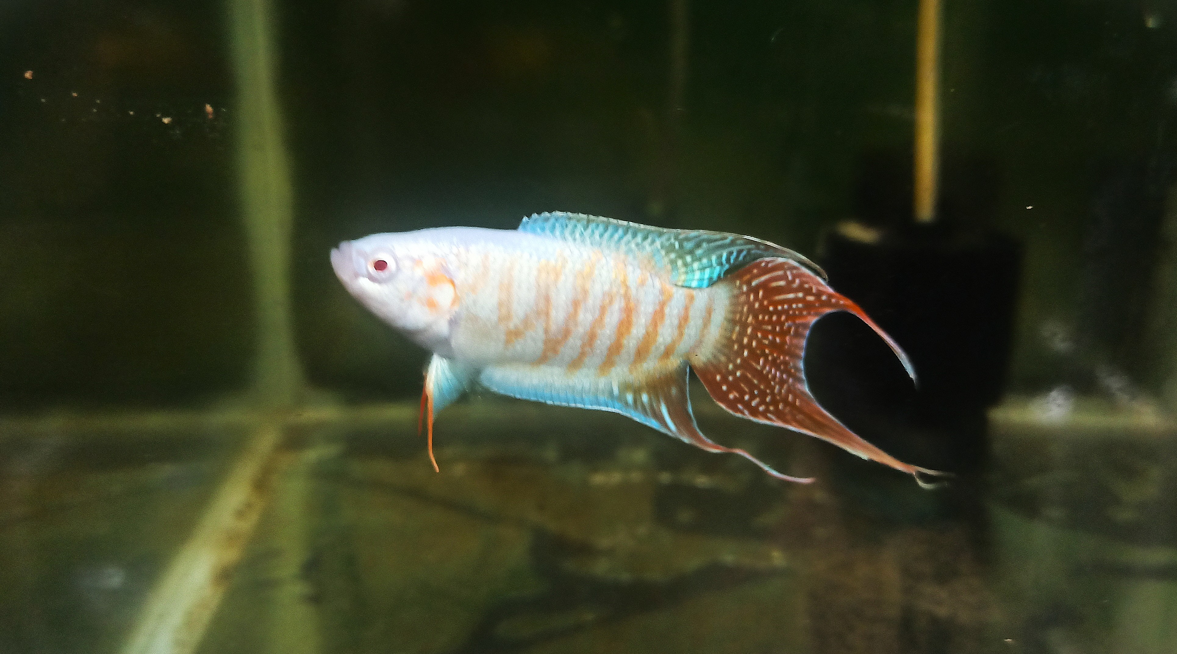 Albino Paradise Males