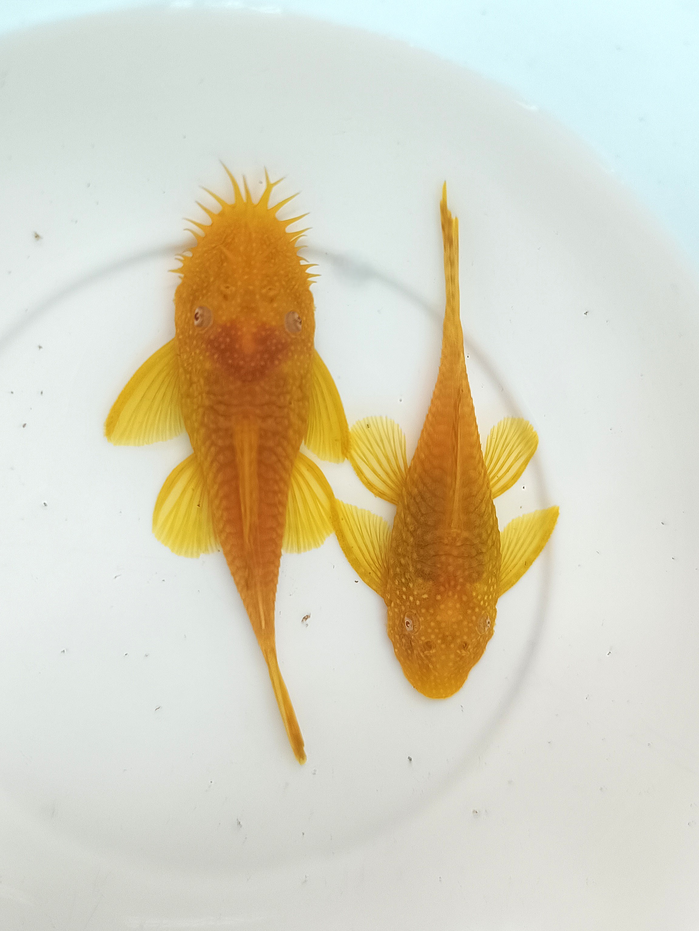 Albino Bristlenose Pleco (1 Inch, Per fish)