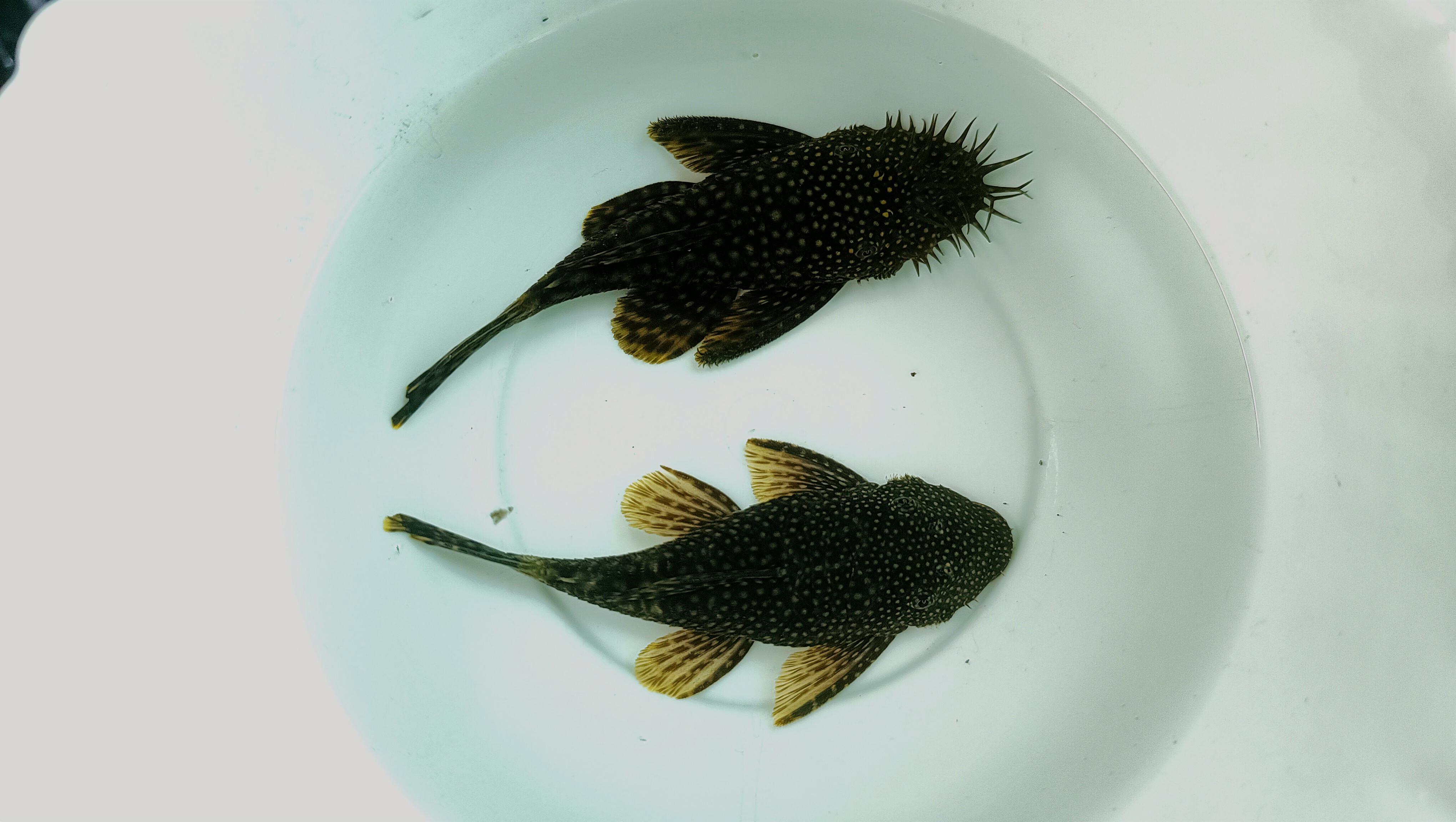 Bristlenose Pleco (1 Inch, Per fish)