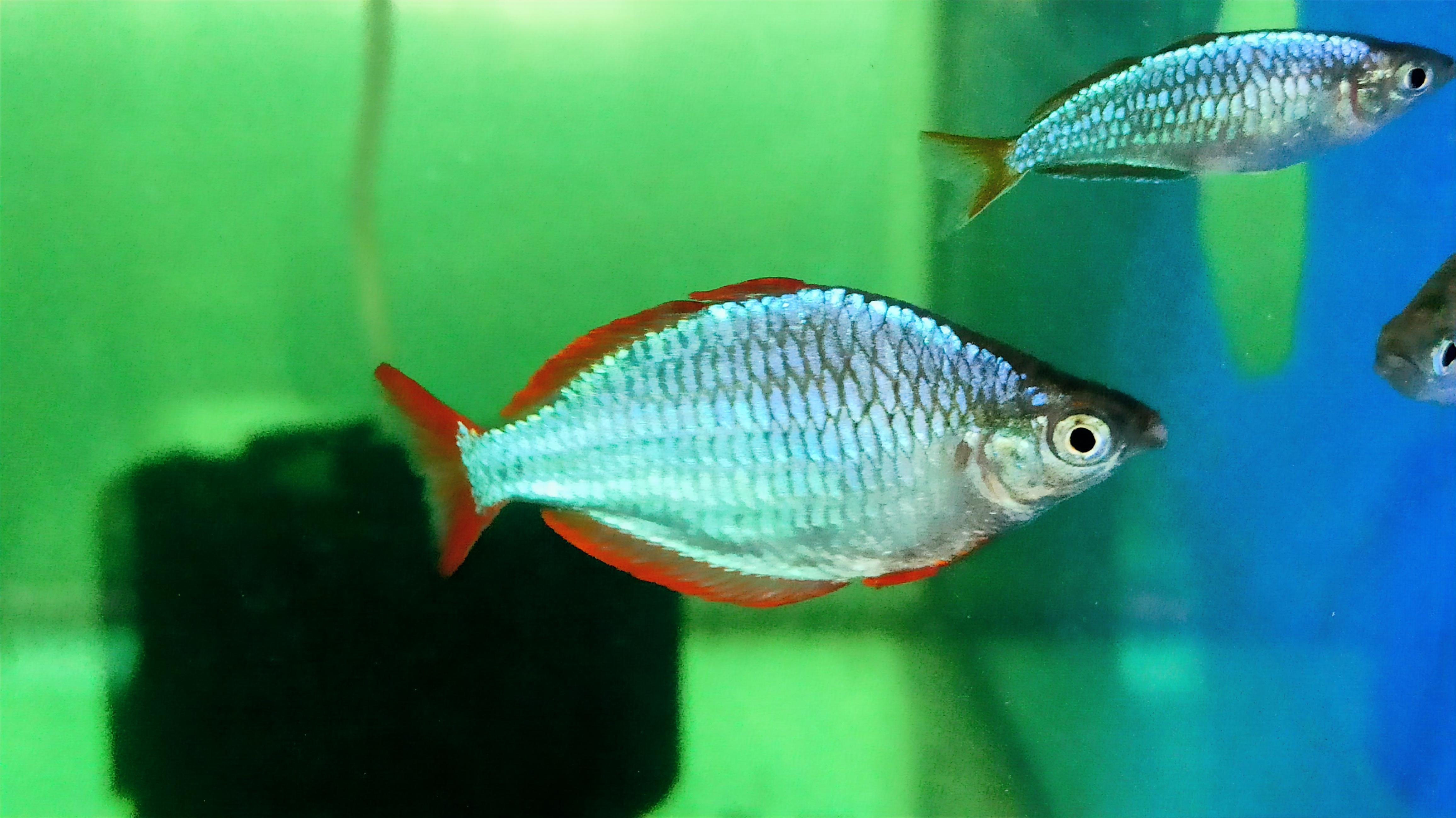 Neon Blue Rainbow (1 Inch, Per fish)