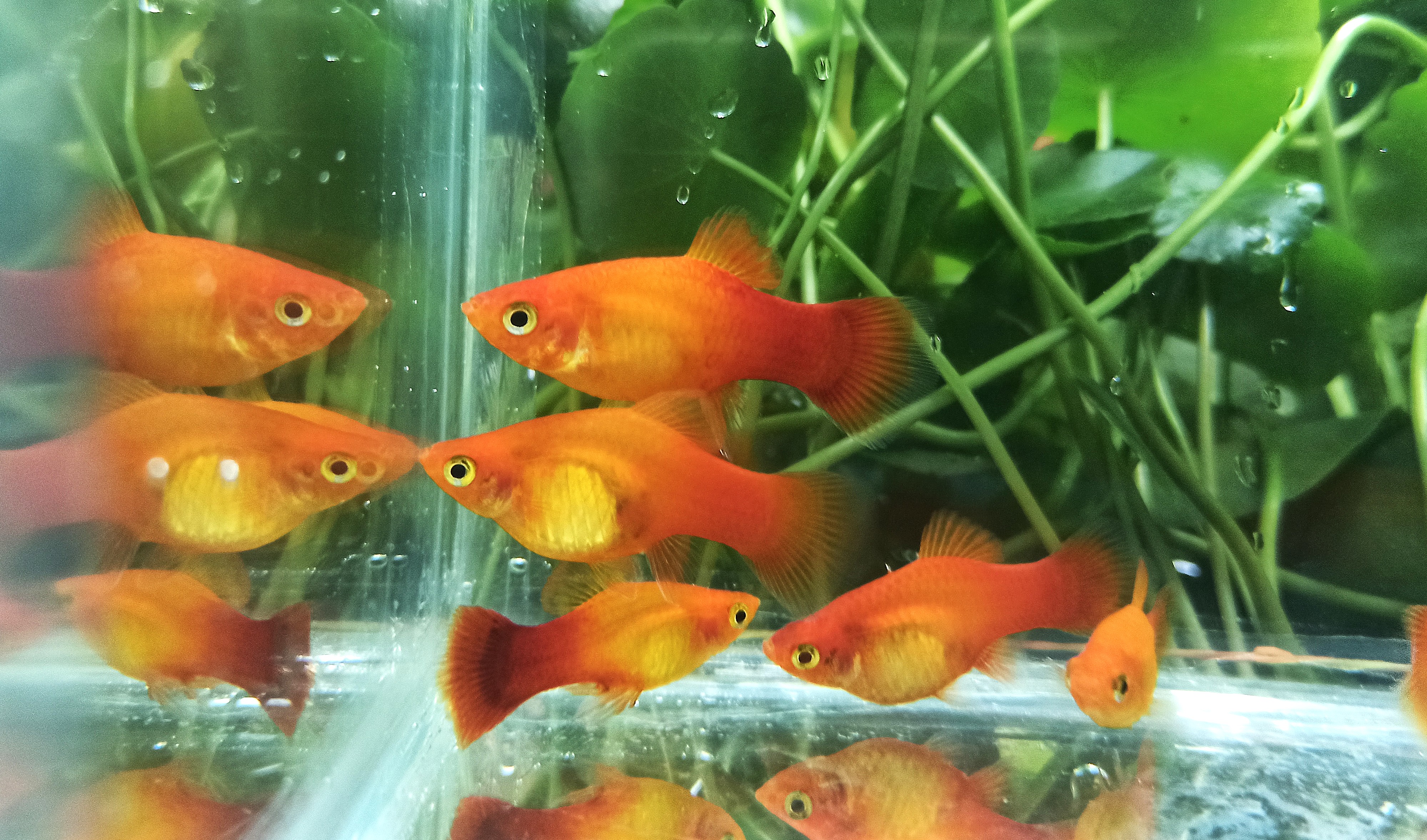 Sunset Platy Pair