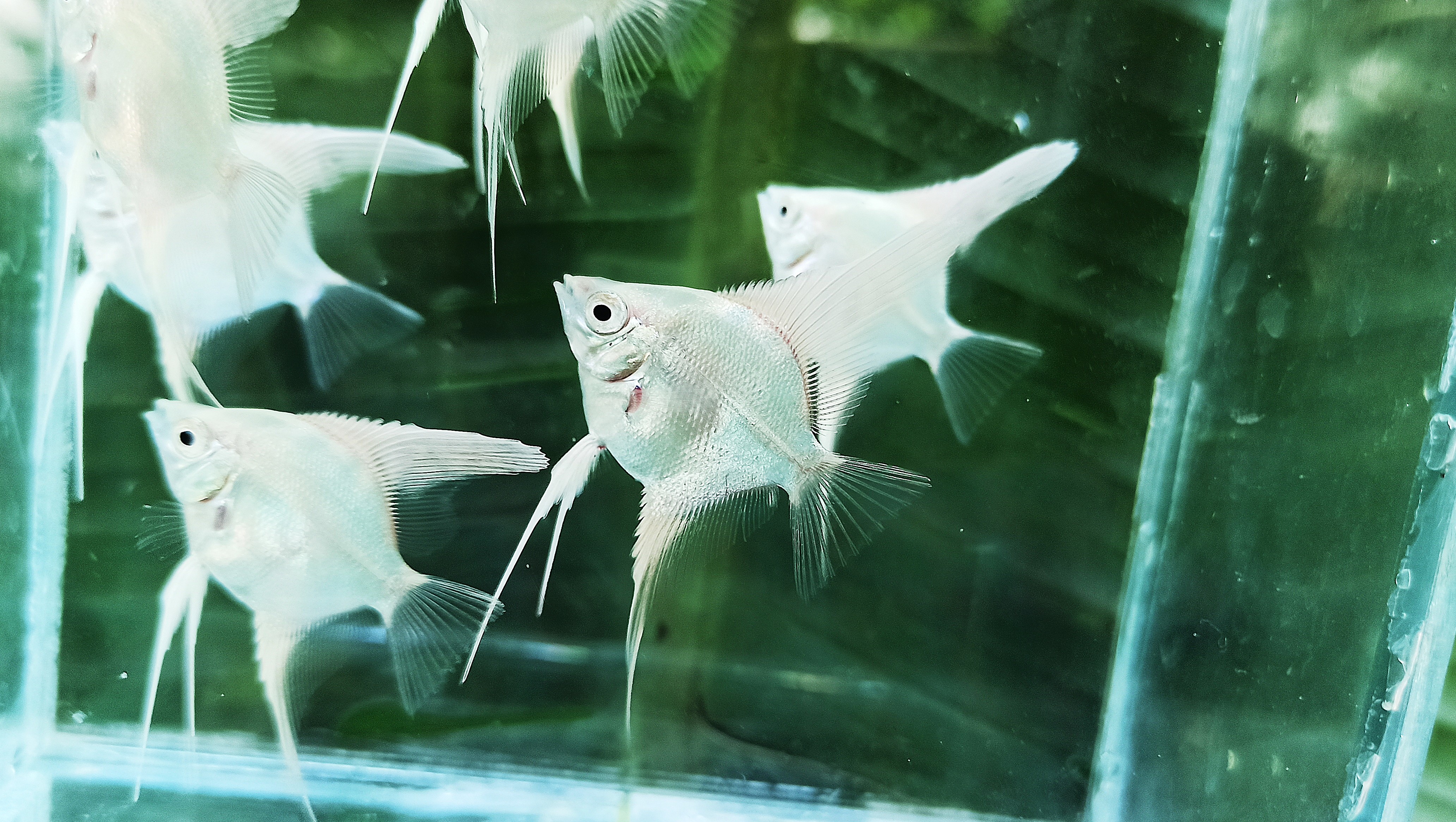 Platinum White (Coin size)