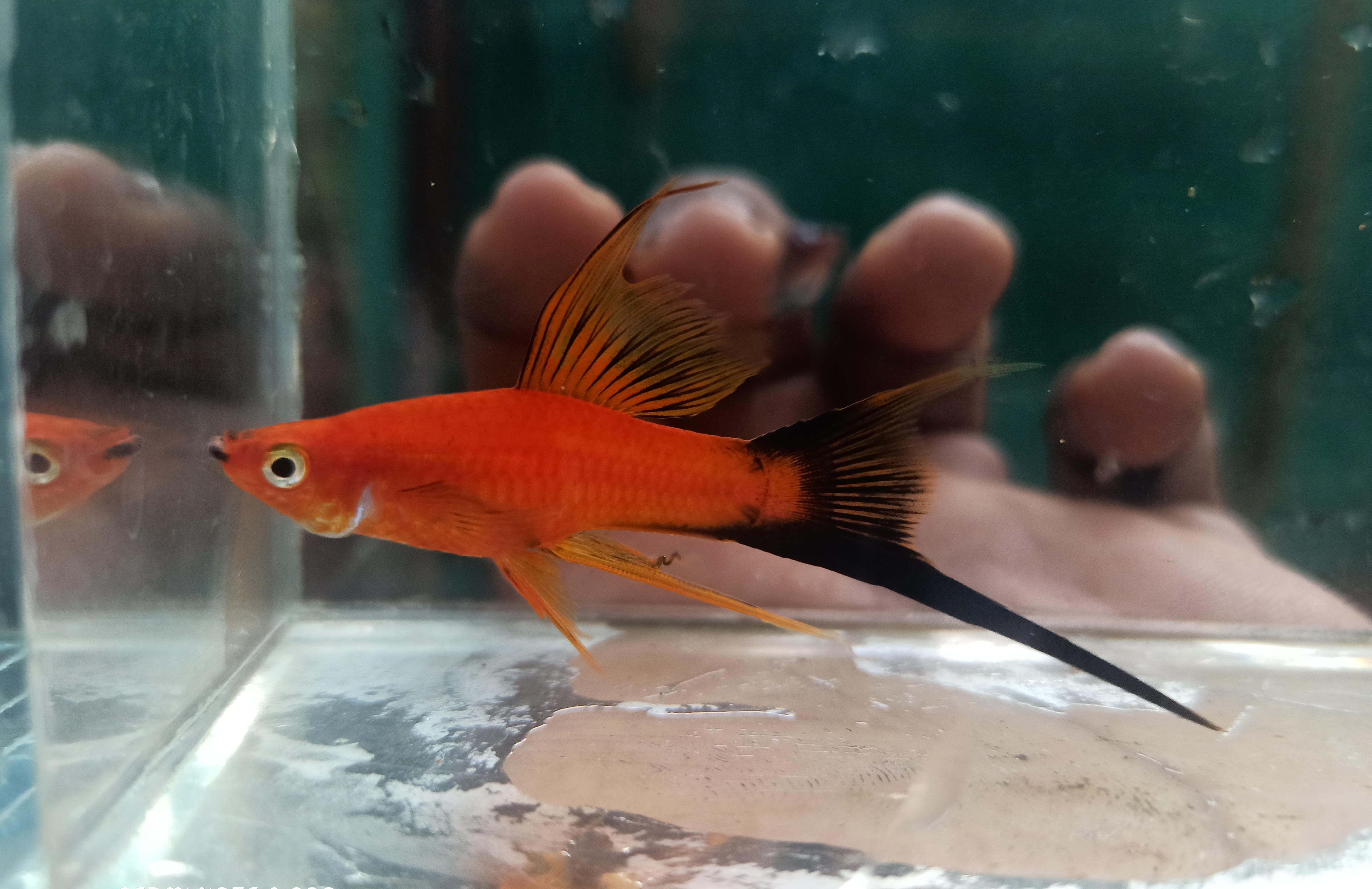 Red Wagtail Lyretail Pair