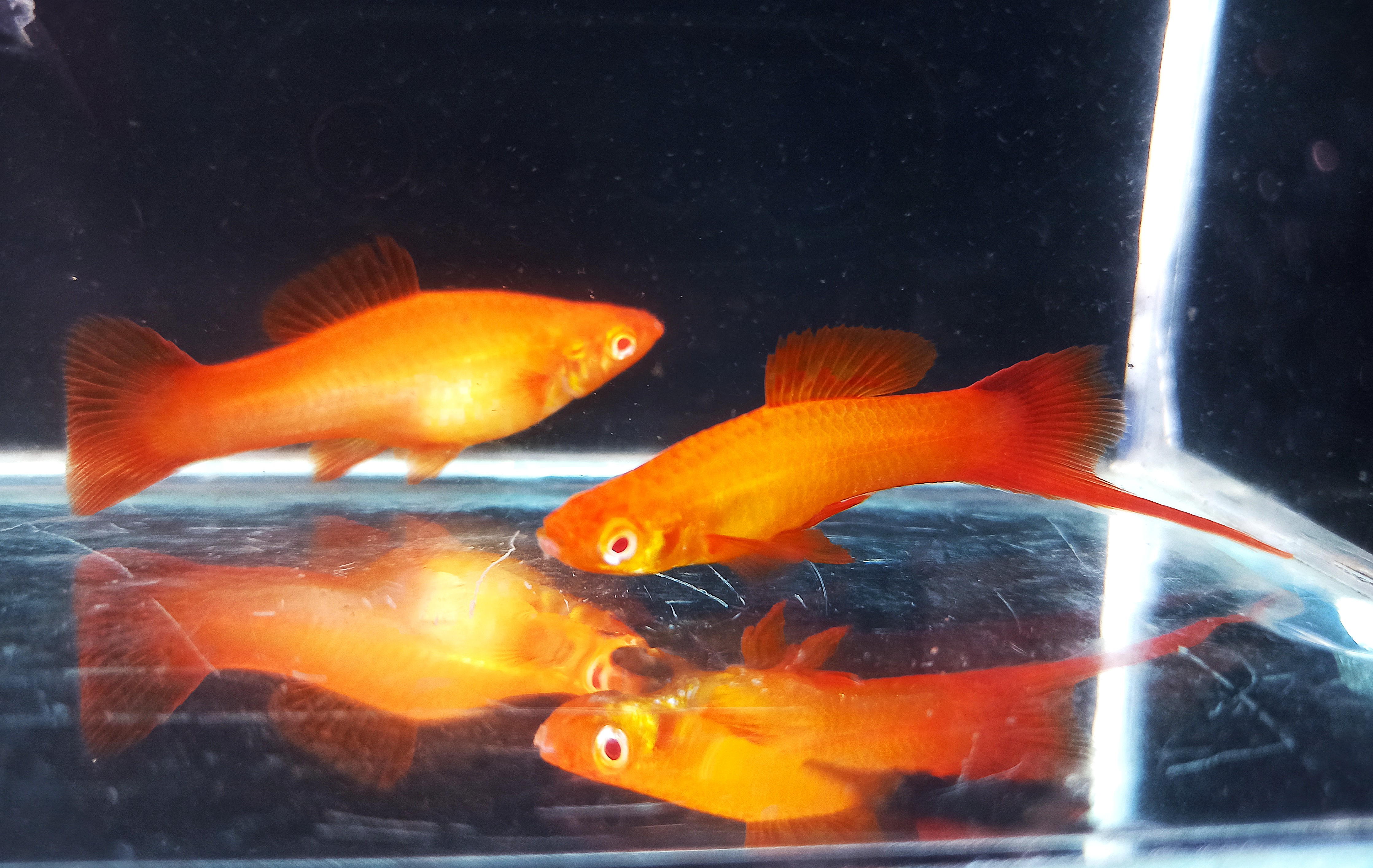 Albino Marigold Pair