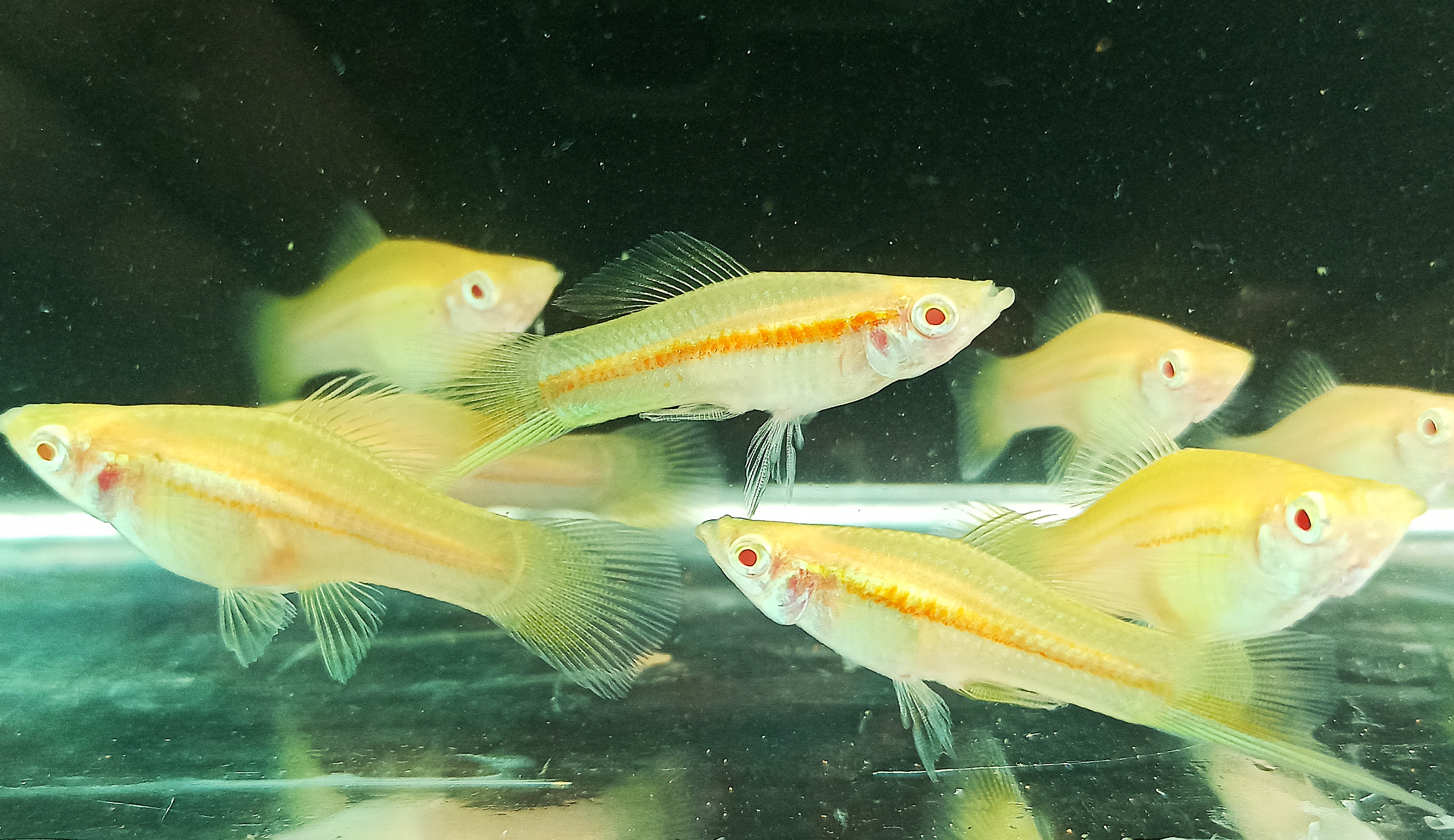 Albino Pair