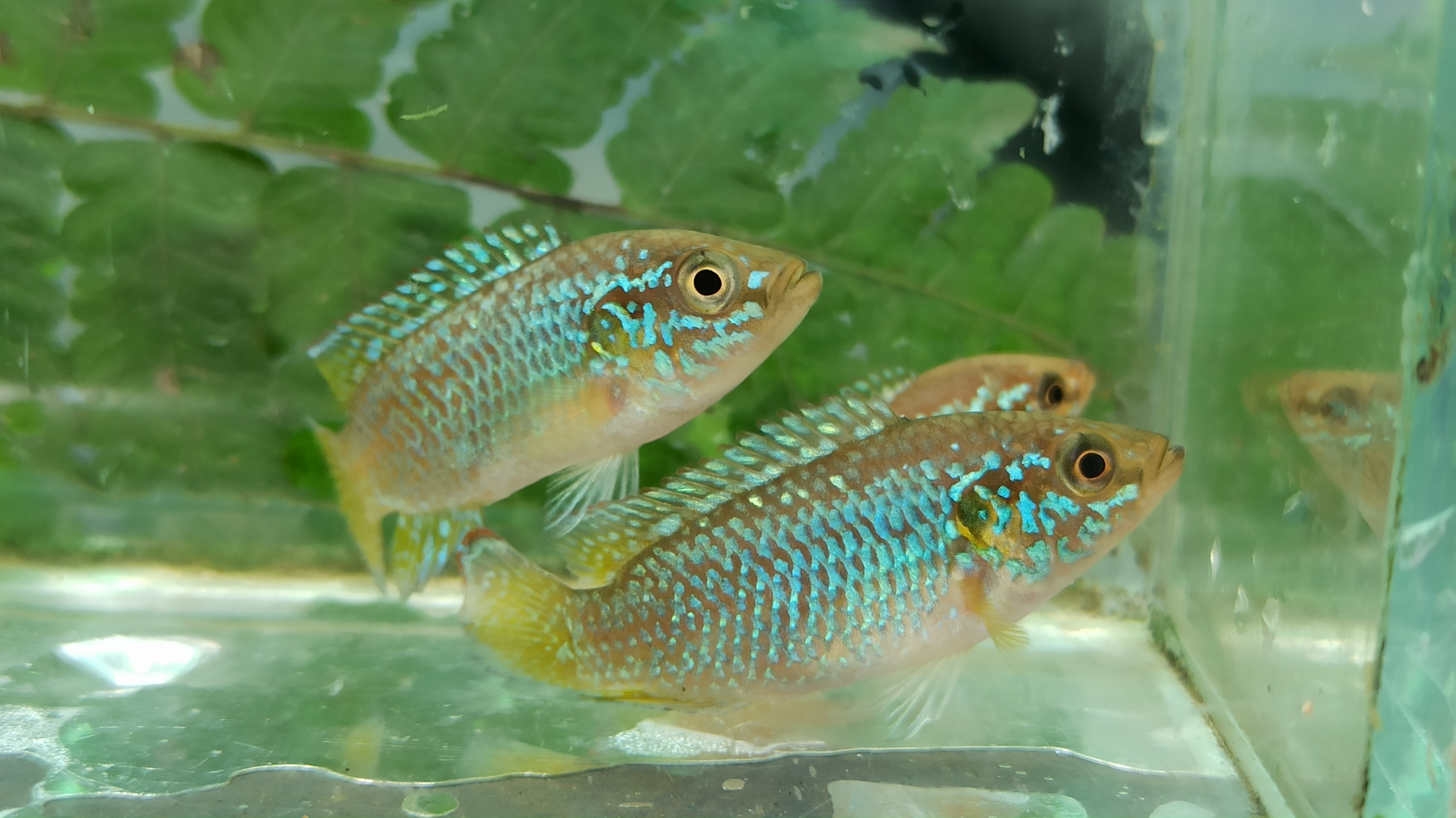 Turquoise Blue Jewel (1 inch size, 1 Fish)