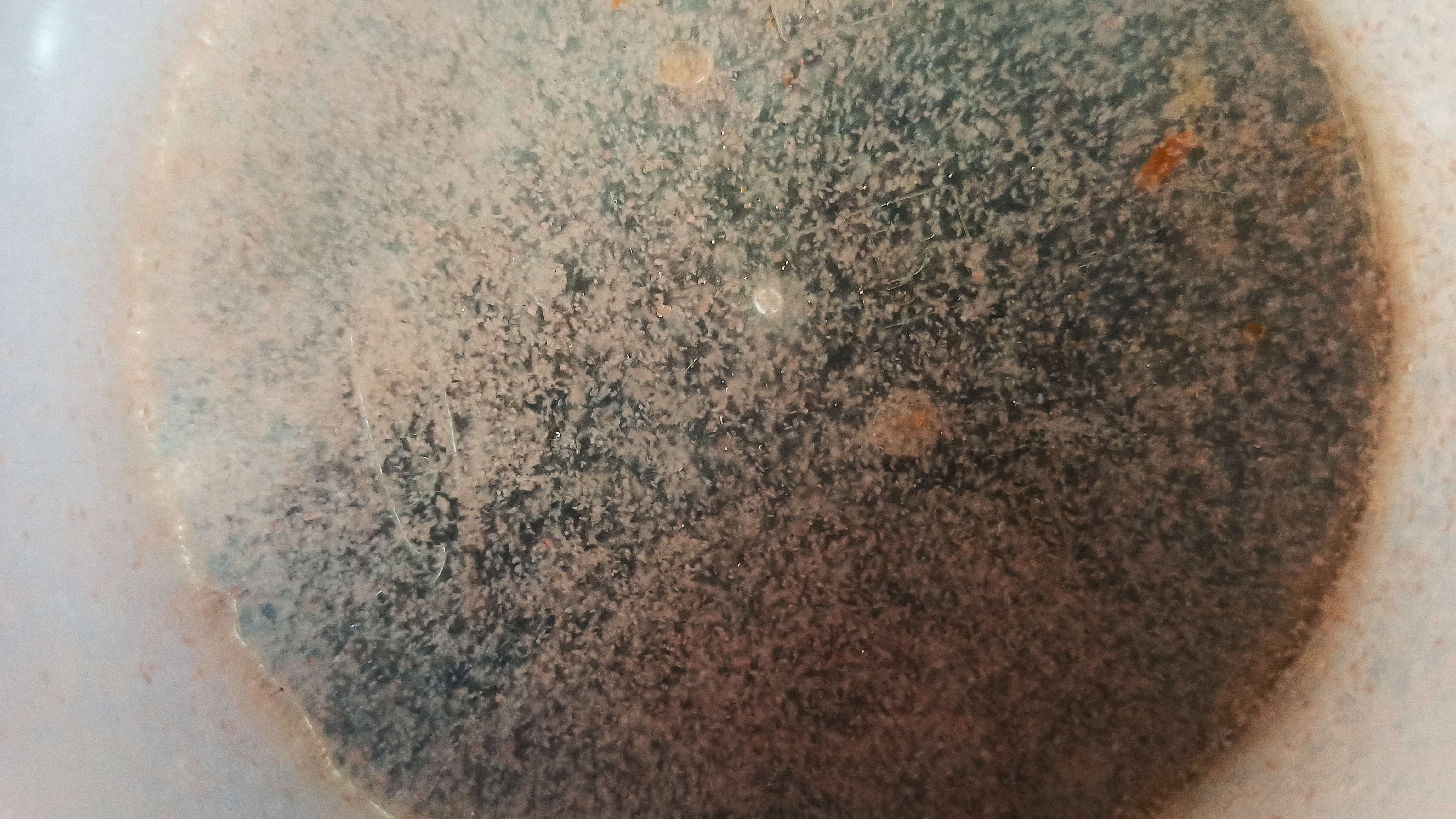 Moina Micrura (1 Packet)