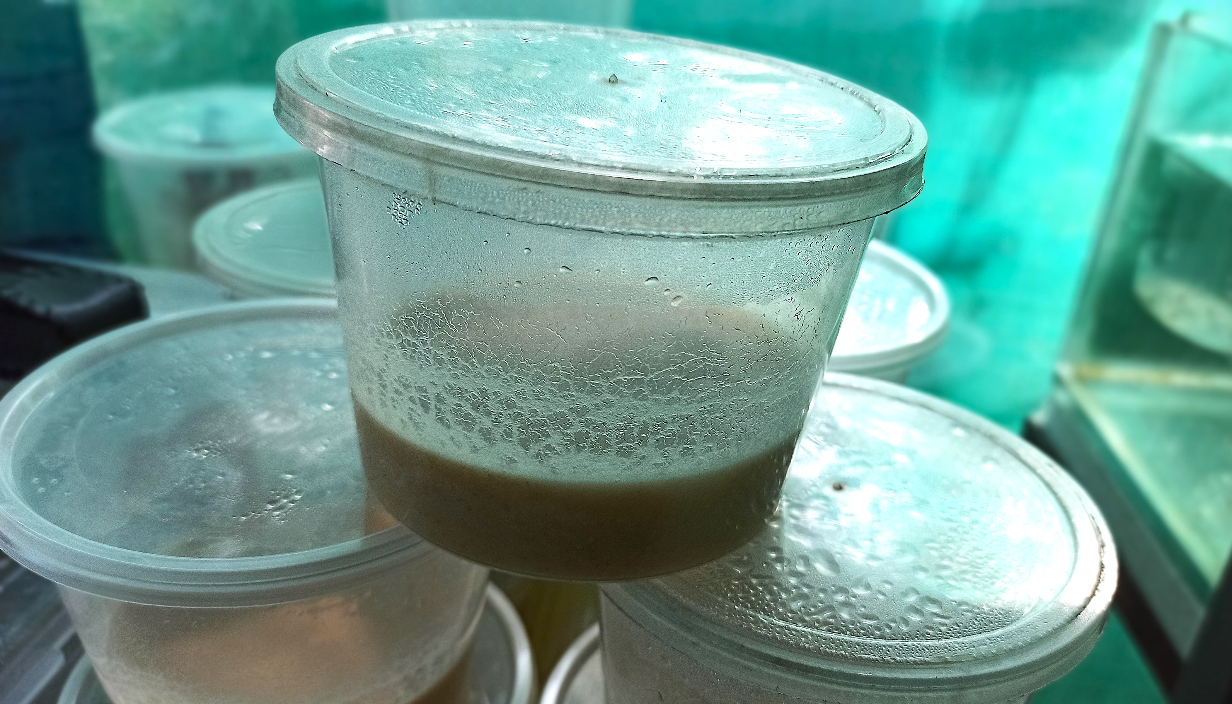 Microworm (1 container)