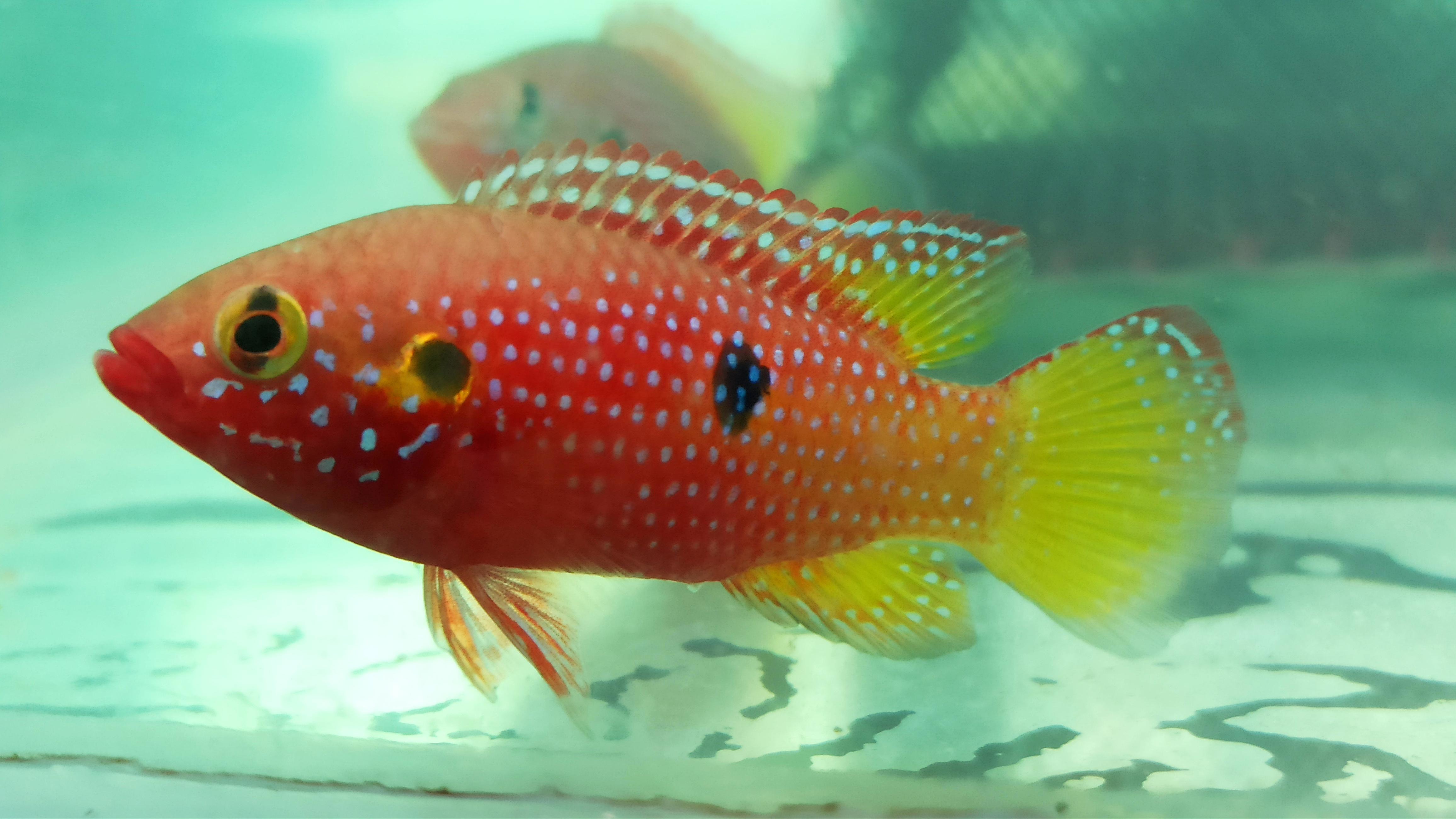 Pineapple Jewel (2inch size, 1 Fish)