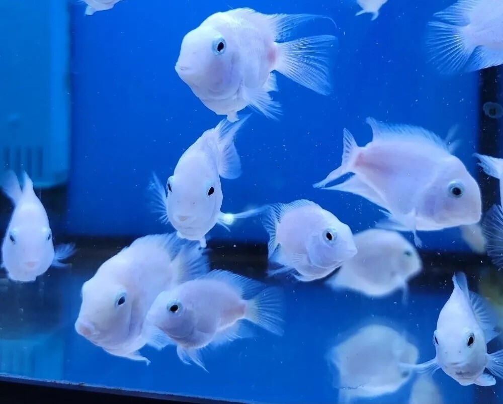 White Parrot (1 fish)