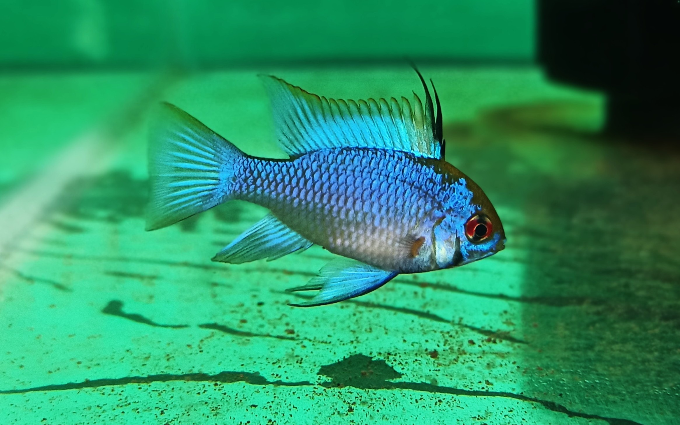 Electric Blue Ram Pair