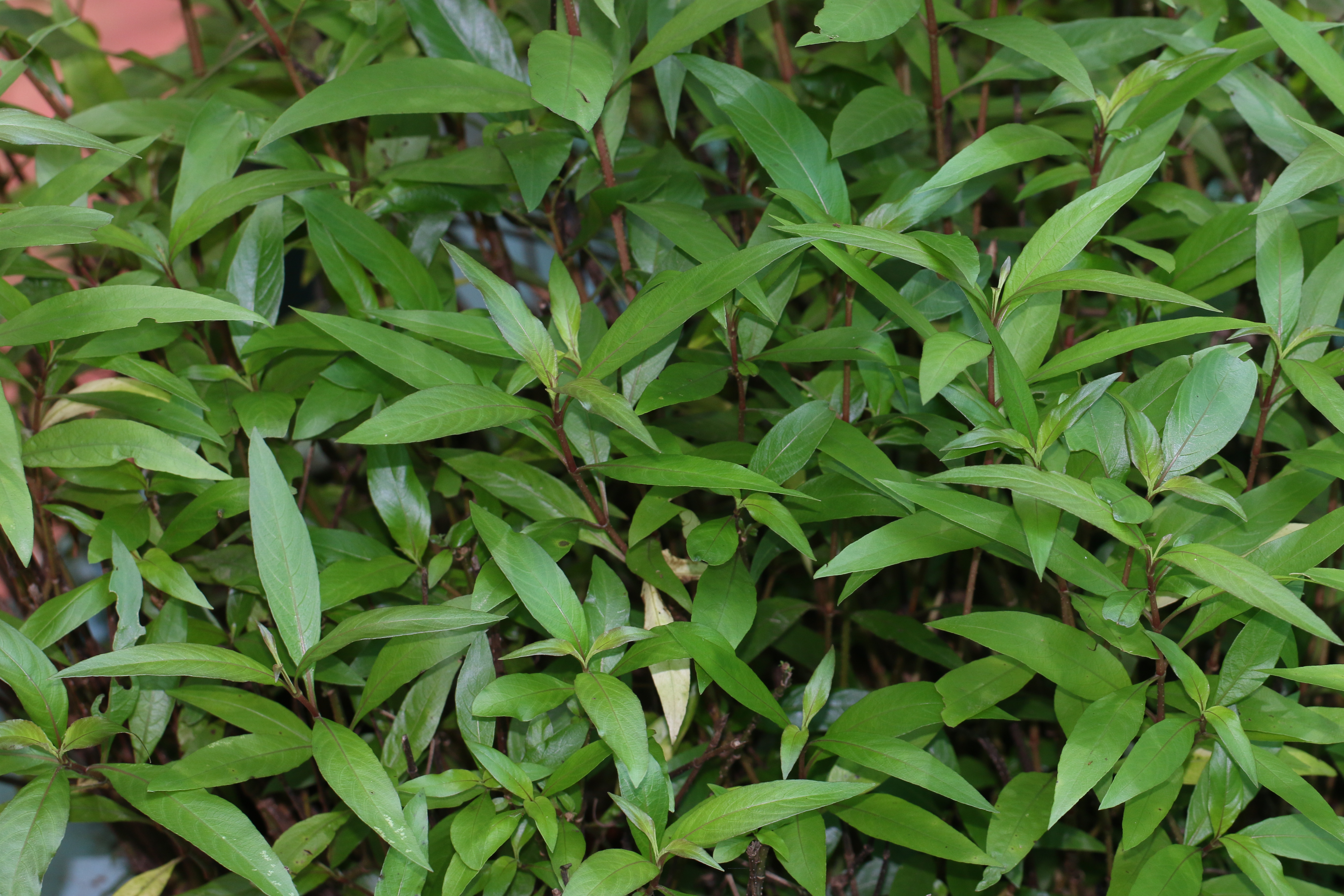 hygrophila stricta