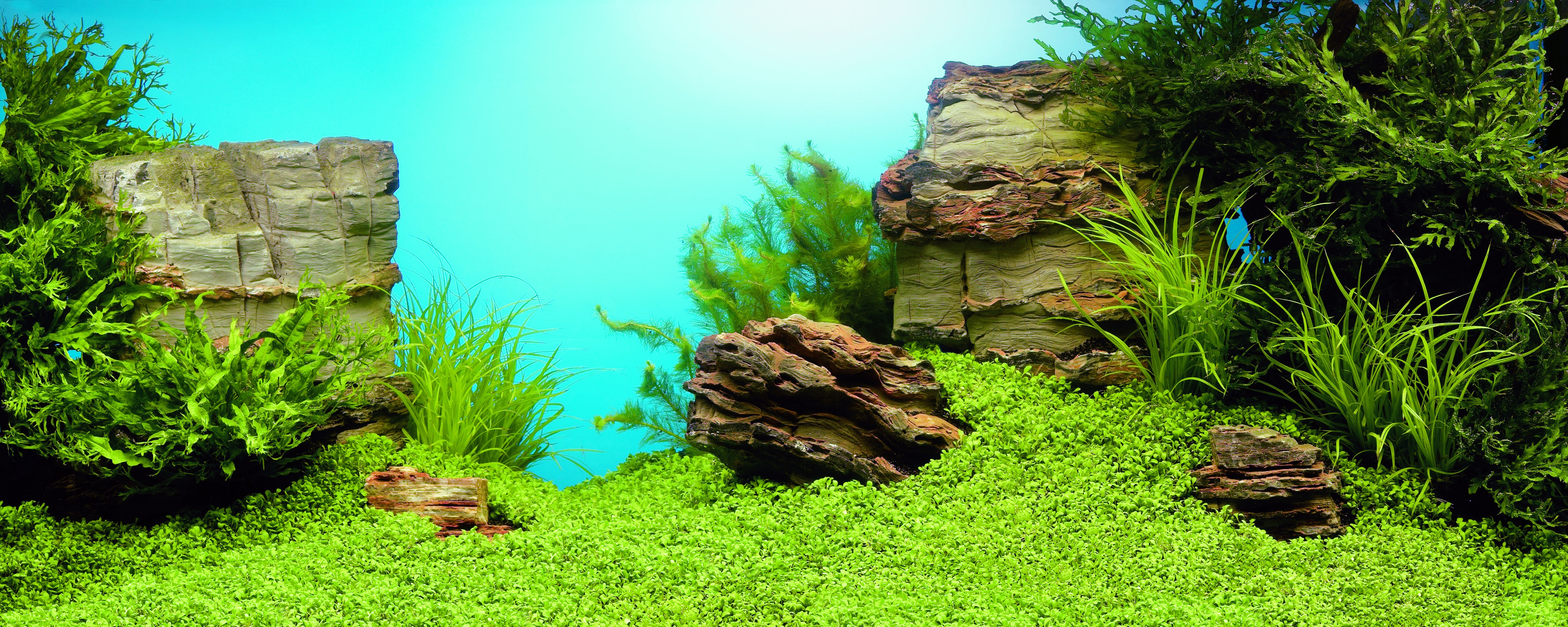 Aquatic scape