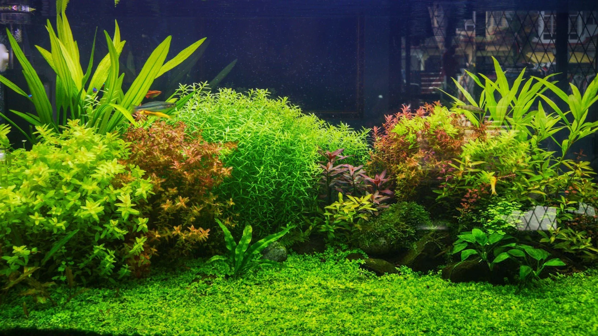 Aquatic scape